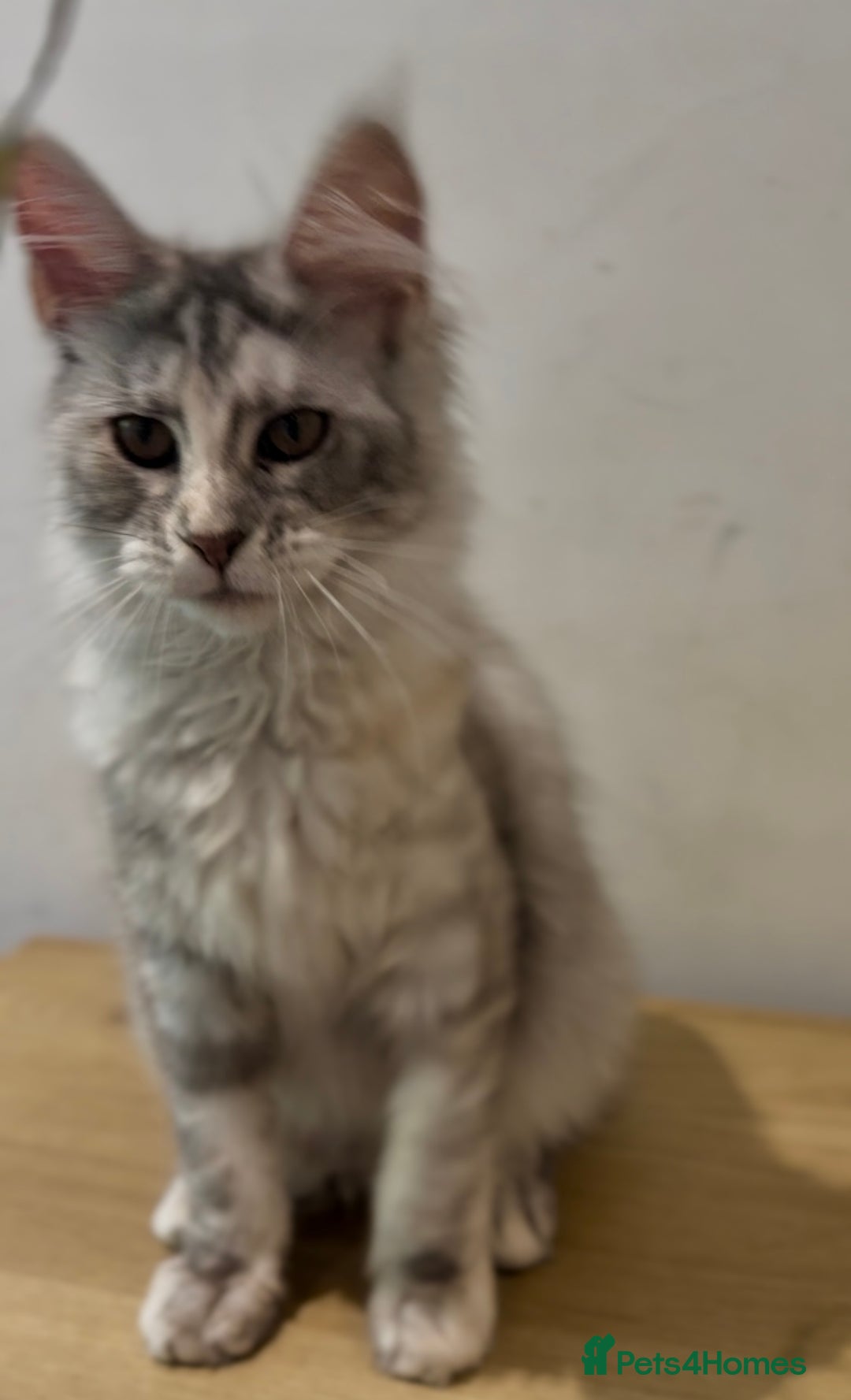 Maine Coon cats for sale: Maine coon kittens•Ready to leave•Fully vaccinated - Image 4
