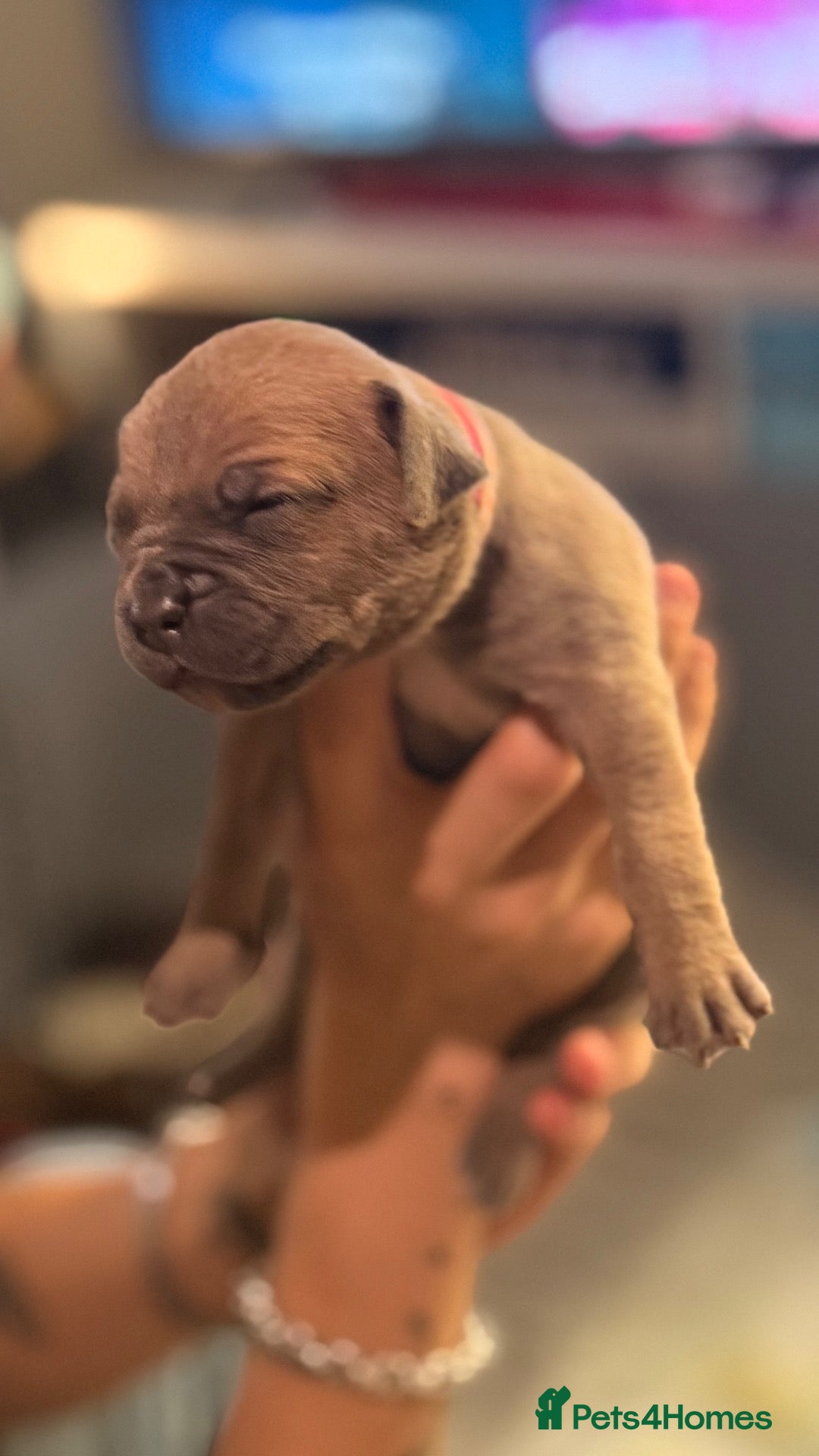 Mixed Breed dogs for sale: Cane Corso Puppy’s  - Advert 5
