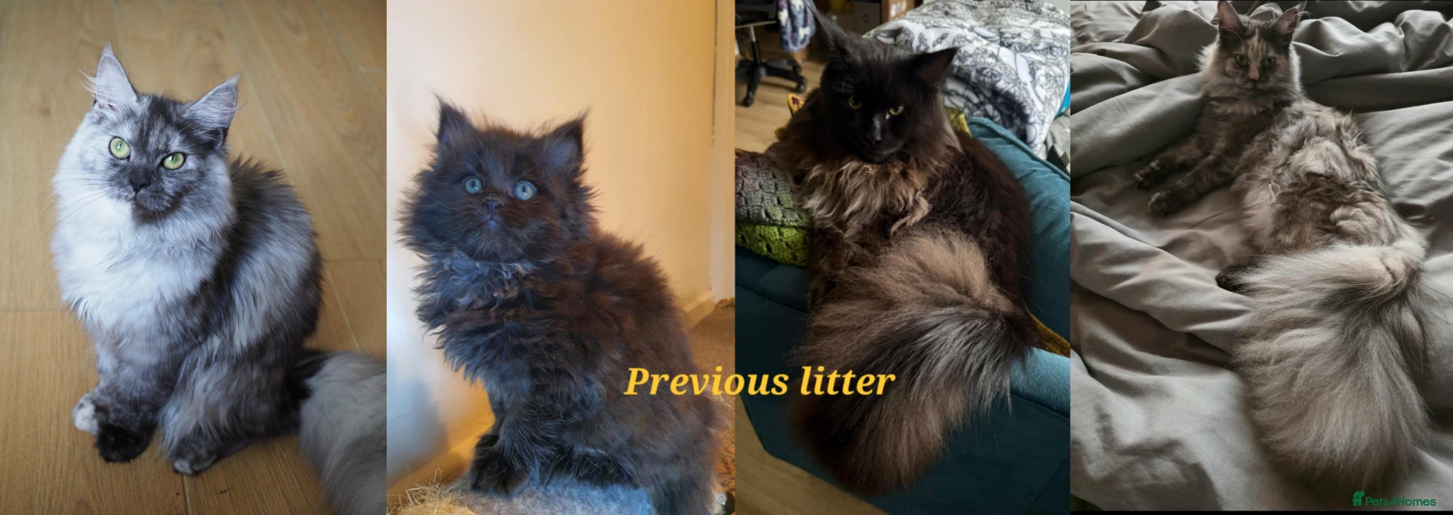 Maine Coon cats for sale: 8 maine coon kittens ready in Bury in Bury - Advert 20