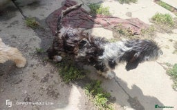 Cockapoo dogs for sale: 2 beautiful cockapoo desperate for forever homes  - Image 22