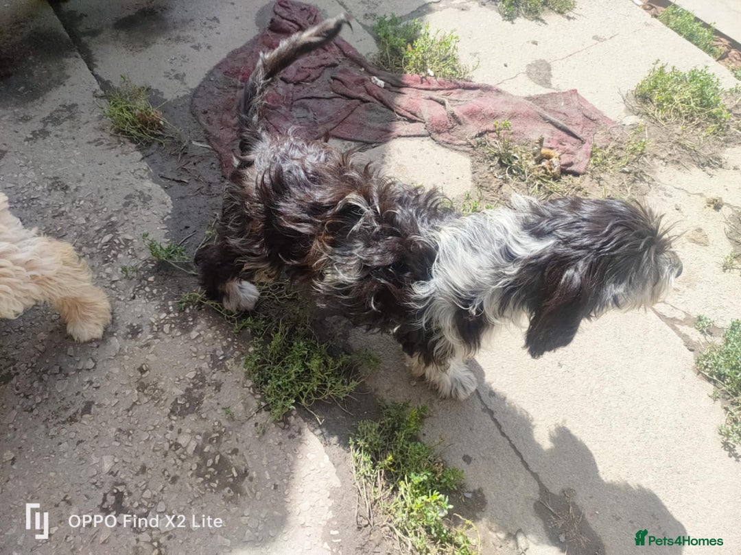 Cockapoo dogs for sale: 2 beautiful cockapoo desperate for forever homes  - Image 22
