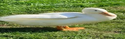 Ducks poultry for sale: Fertilised Duck Eggs in Rochester - Advert 8