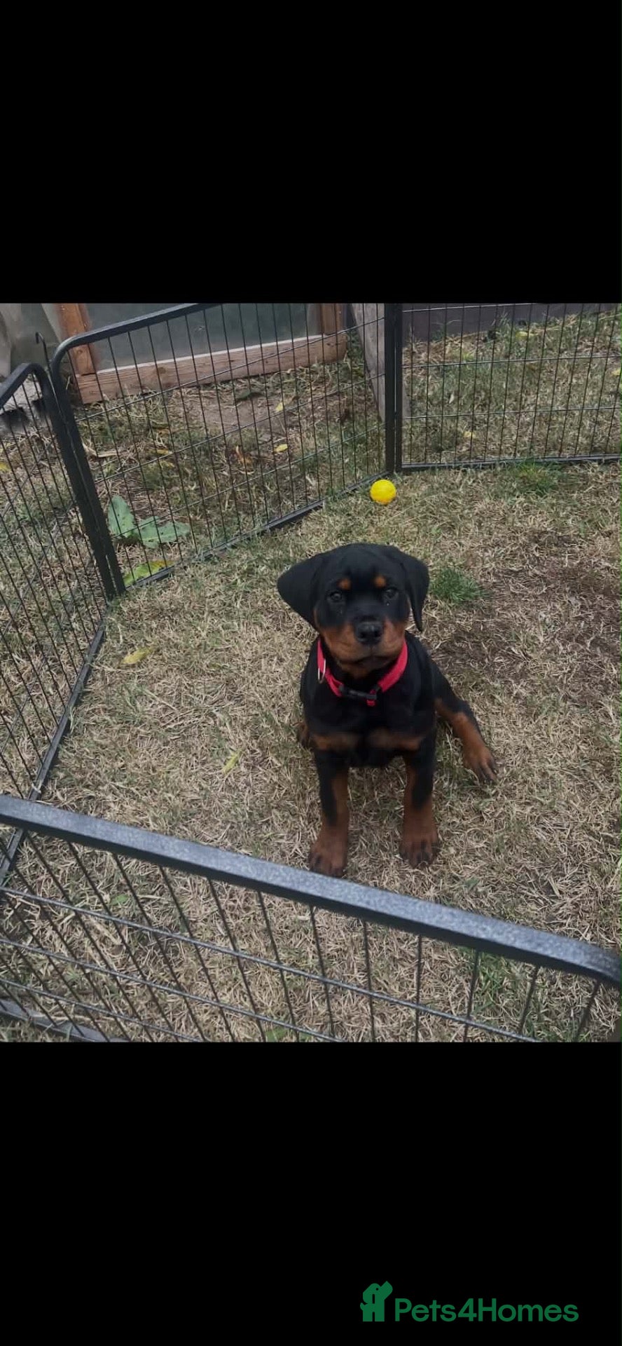 Rottweiler dogs for sale: KC-registered Rottweiler puppies - Advert 19