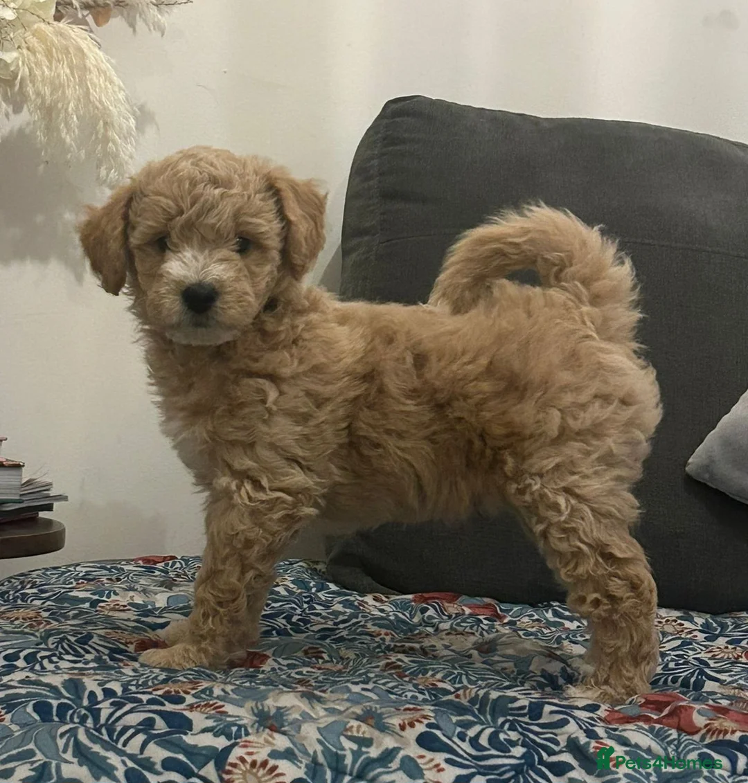 Jackapoo dogs for sale: Jackapoo puppies - Advert 11