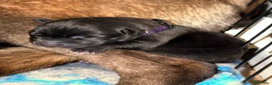 Belgian Shepherd Dog 7