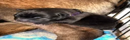 Belgian Shepherd Dog dogs for sale: Health tested dark stable but able Malinois  - Advert 6