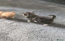 Mixed Breed cats for sale: 4 beautiful kittens ready - Image 2