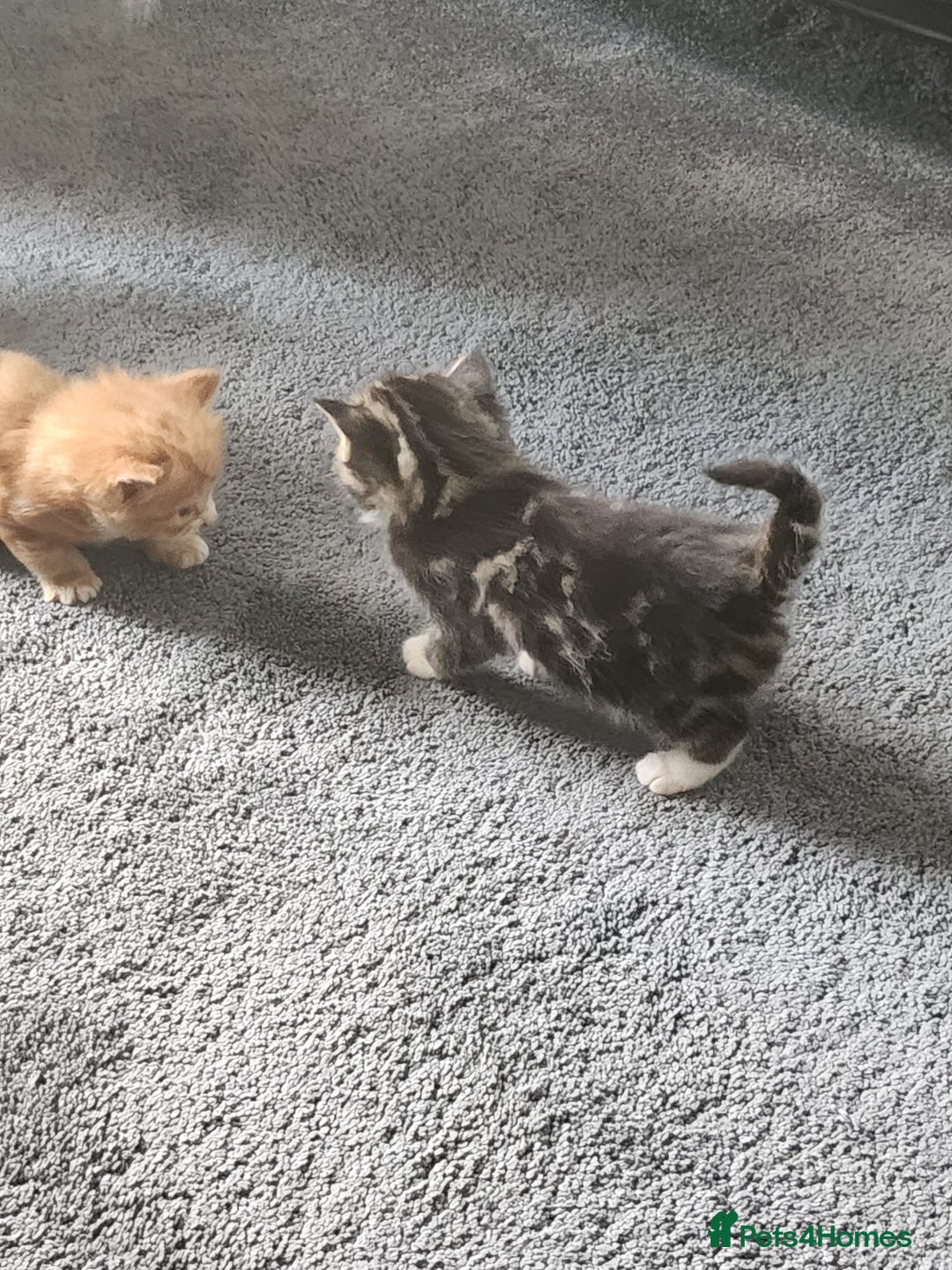 Mixed Breed cats for sale: 4 beautiful kittens ready - Image 2