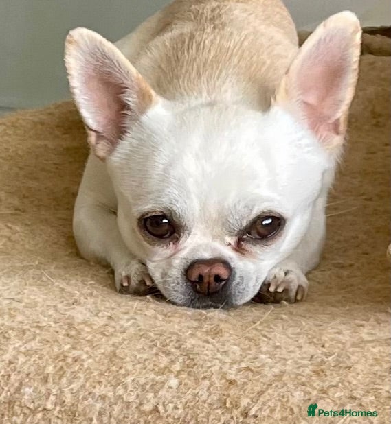 Chihuahua dogs KC rare Russian, 3 year old Chihuahua boy - Advert 12