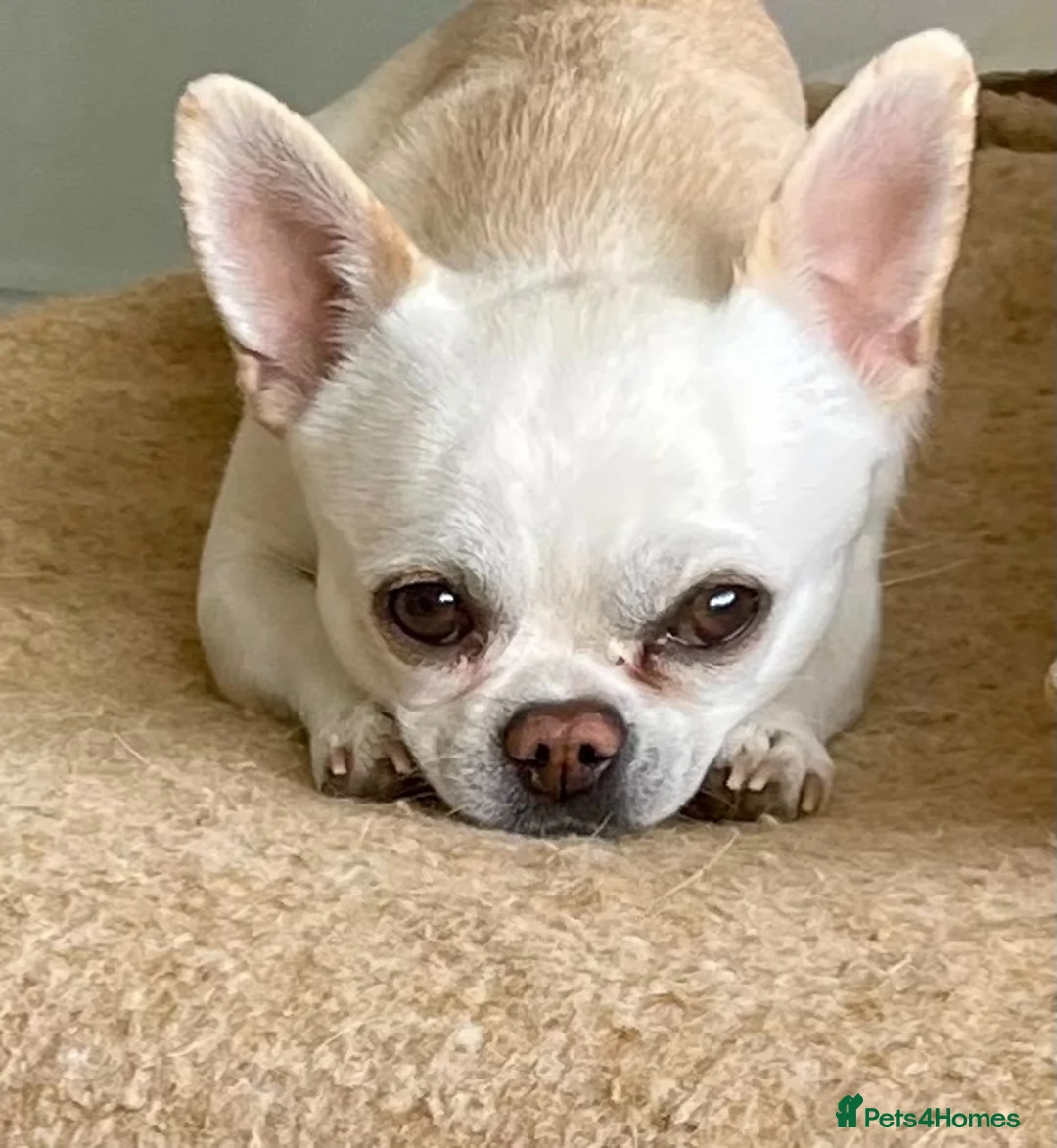 Chihuahua dogs for sale: KC rare Russian, 3 year old Chihuahua boy - Advert 1