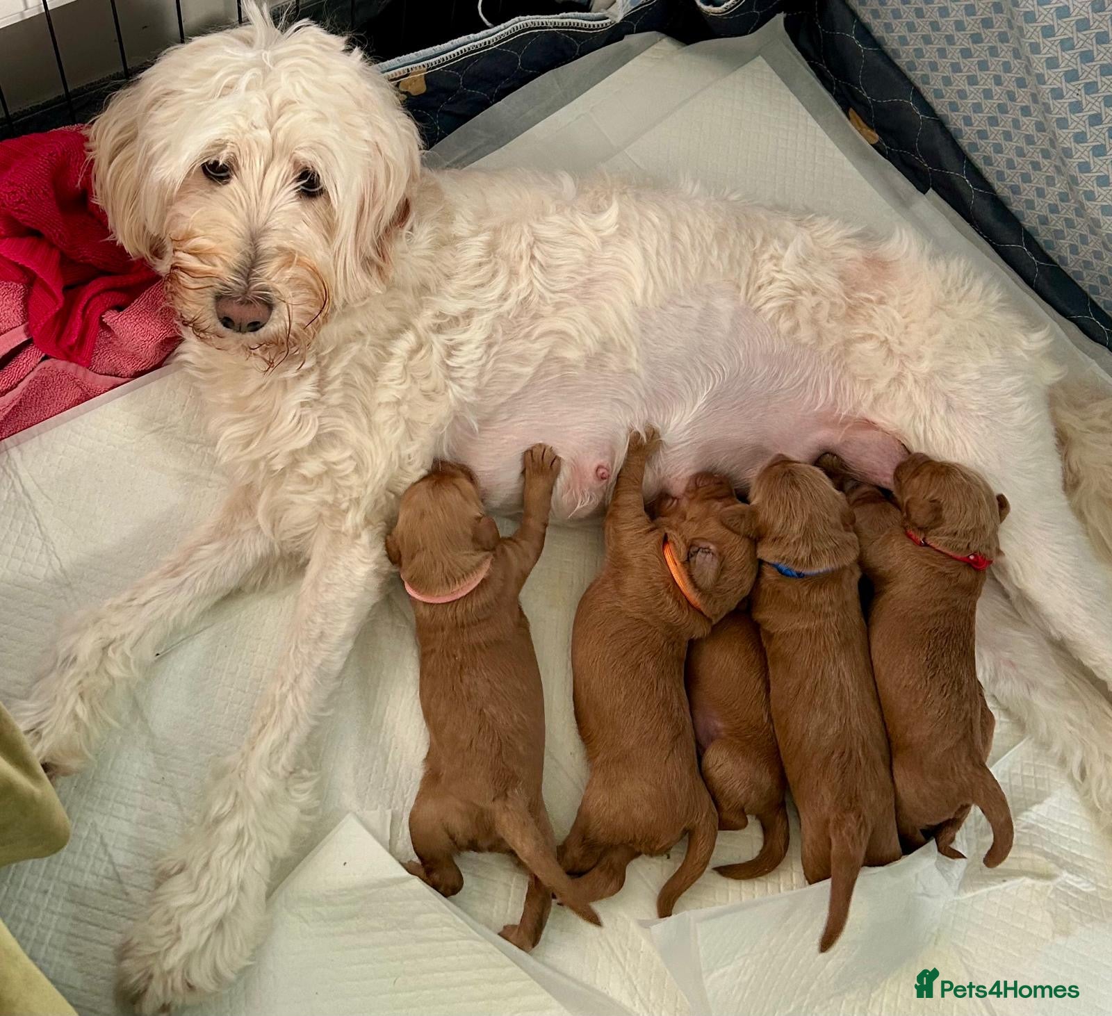 Labradoodle dogs Beautiful Miniature Labradoodle Puppy  - Advert 1