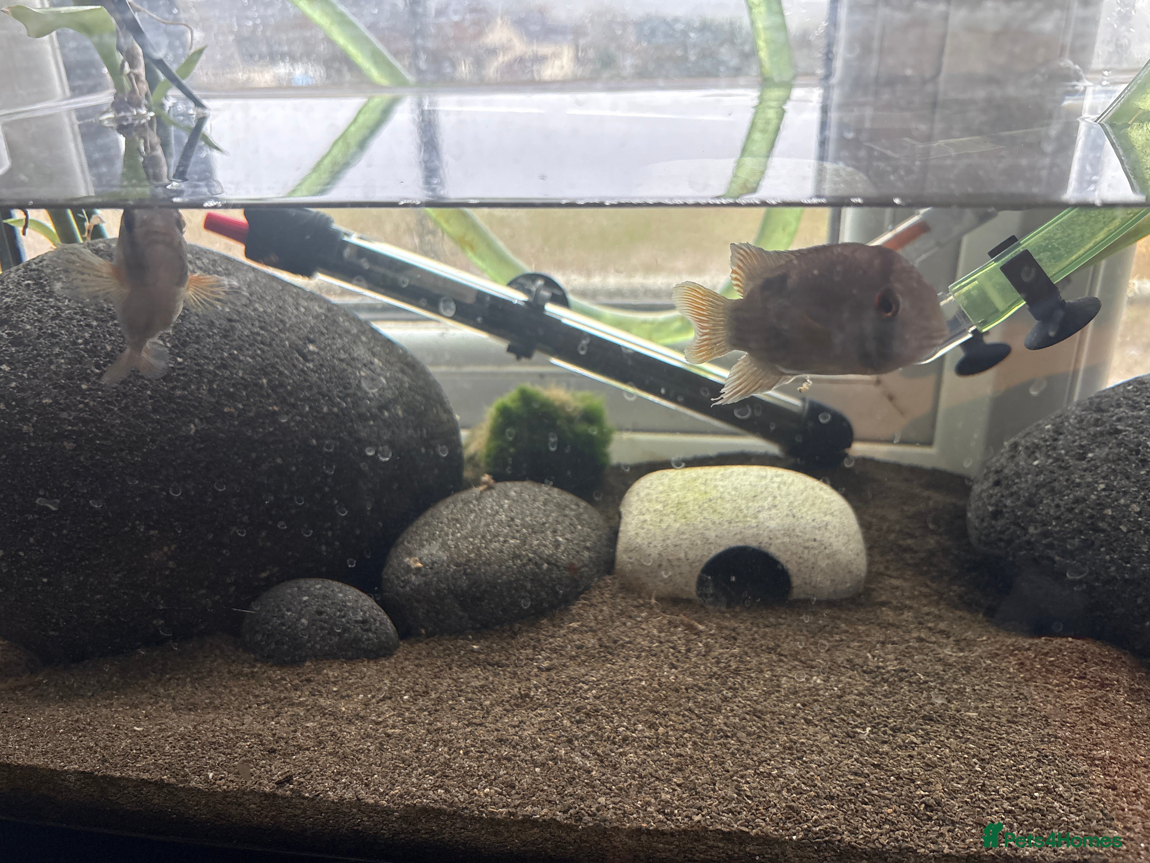 Cichlids fish Keyhole cichlids  - Advert 1