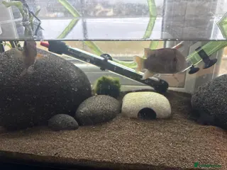 Cichlids fish Keyhole cichlids - Advert 1