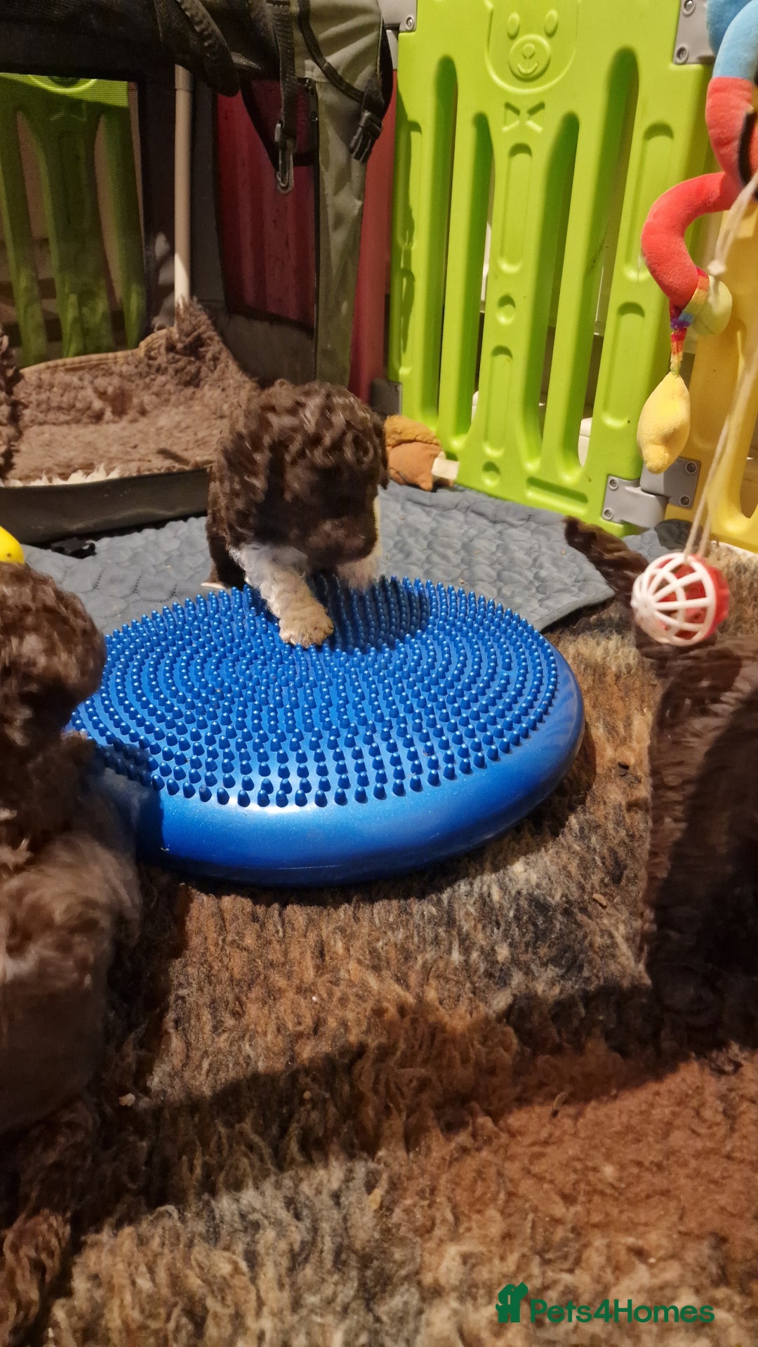 Lagotto Romagnolo dogs for sale: Lagotto Romagnolo, pure breed, KC reg litter - Image 8