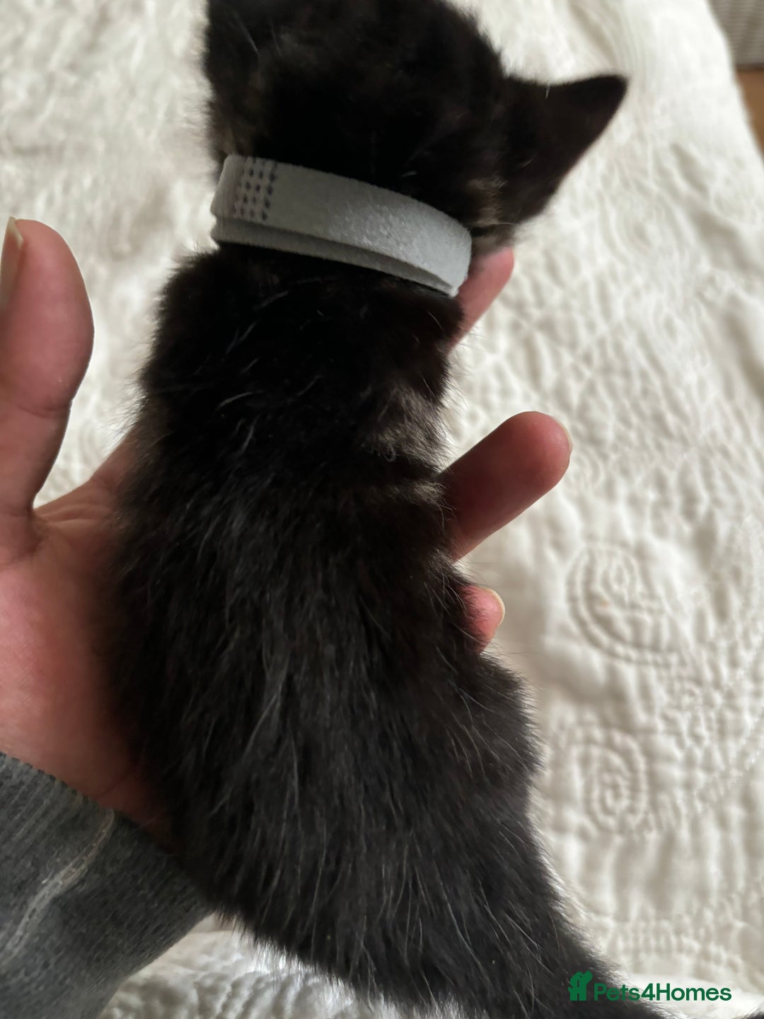 American Shorthair cats for sale: Reserve your kitten  - Image 17