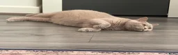 British Shorthair cats for sale: Adorable kitty  - Advert 2