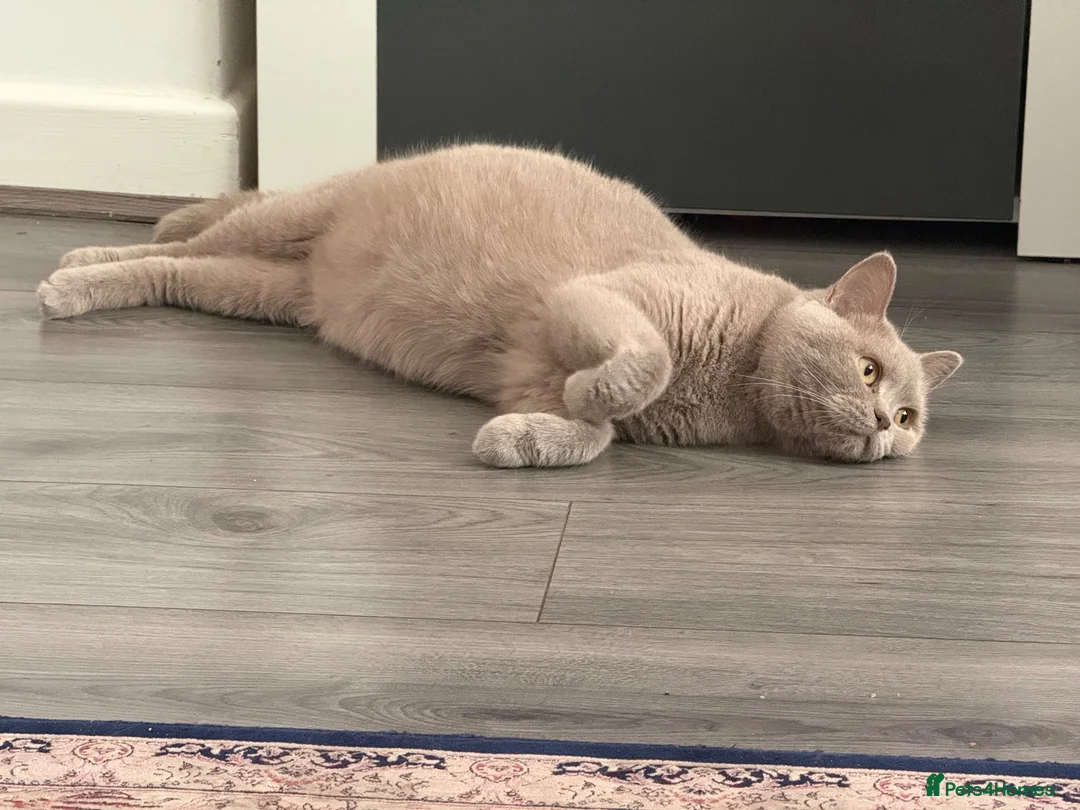 British Shorthair cats for sale: Adorable kitty  - Advert 2