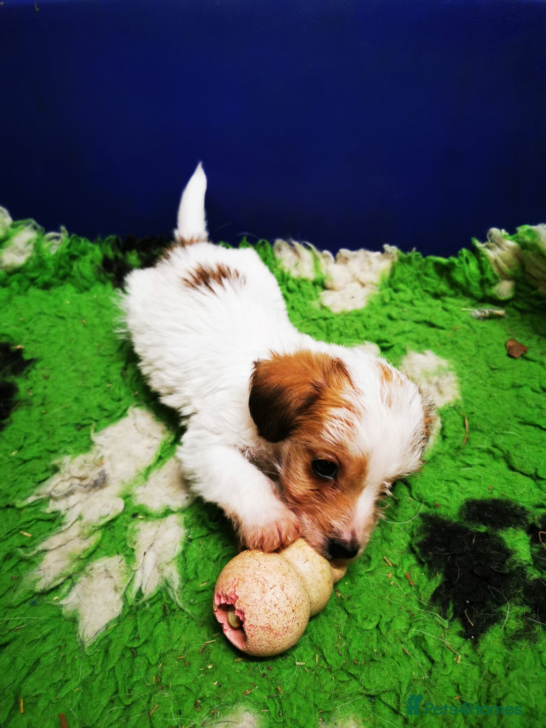 Mixed Breed dogs for sale: 2 Jack Russell cross puppies for sale - Advert 5