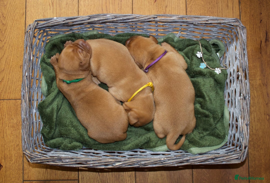 Labrador Retriever dogs for sale: 🐾 KC Registered Fox Red Lab Puppies 🐾 - Image 14