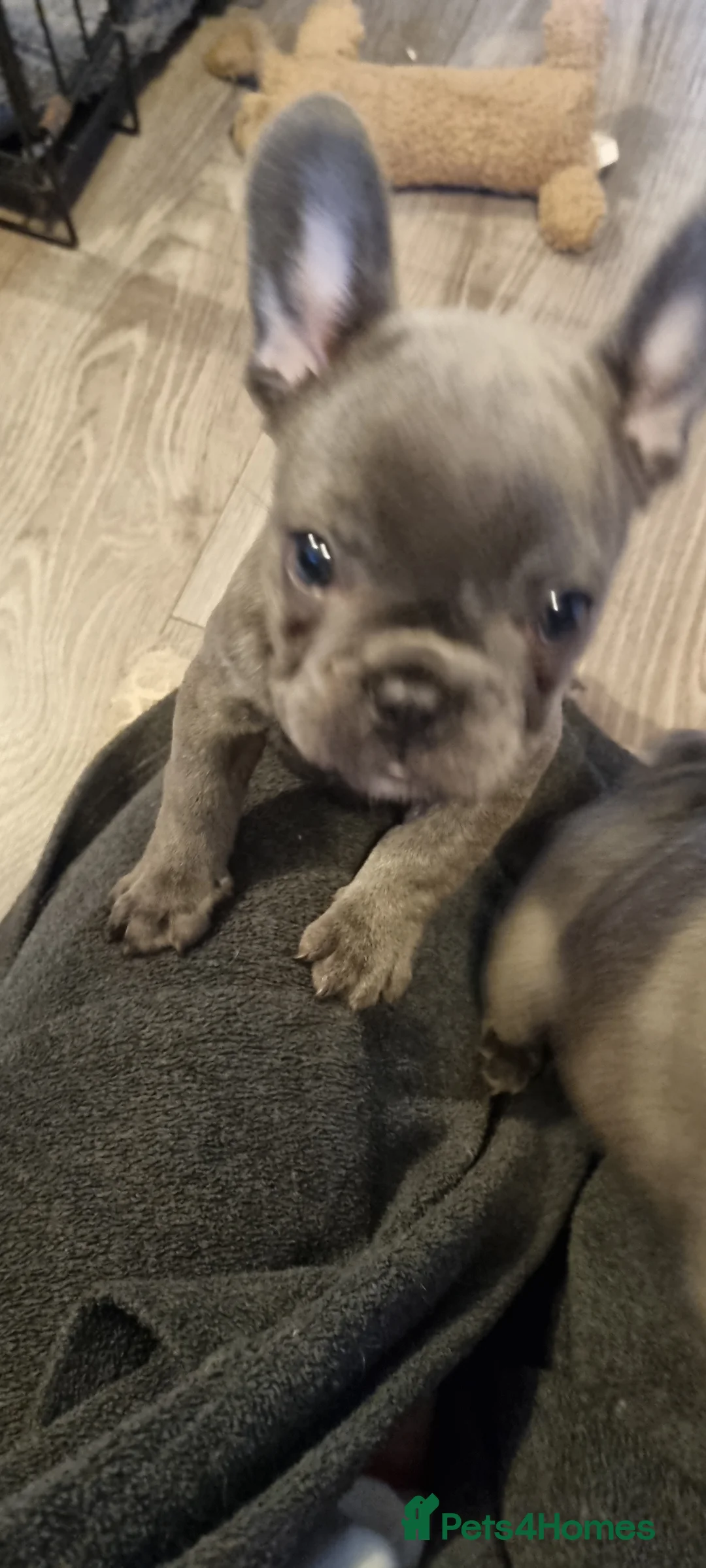 French Bulldog dogs for sale: Adorable  - Advert 4