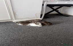 Netherland Dwarf rabbits for sale: My gorgeous netherland dwarf rabbits ❤️❤️❤️ - Image 1