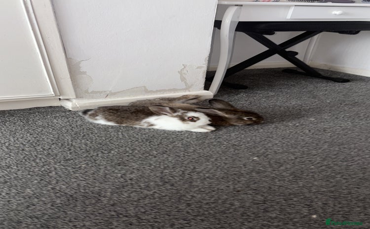 Netherland Dwarf rabbits - Advert 1