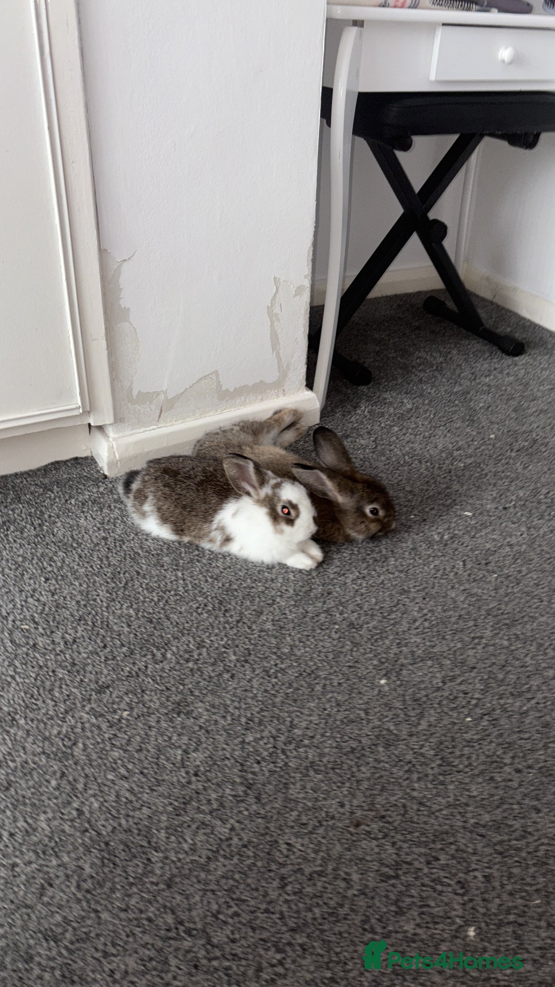 Netherland Dwarf rabbits for sale: My gorgeous netherland dwarf rabbits ❤️❤️❤️ - Image 1