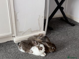 Netherland Dwarf rabbits - Advert 18