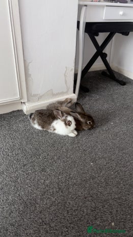 Netherland Dwarf rabbits - Advert 14