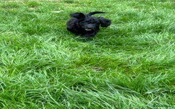 Cockapoo dogs for sale: Beautiful miniature Teddybear Cockerpoos puppies  - Image 11