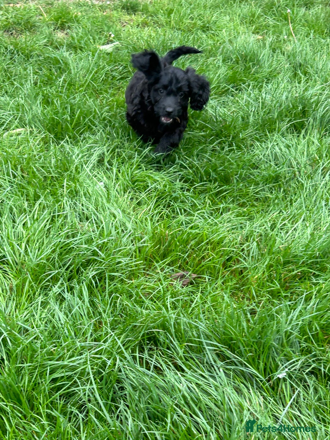 Cockapoo dogs for sale: Beautiful miniature Teddybear Cockerpoos puppies  - Image 11