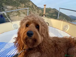 Mini Goldendoodle dogs for sale: F1 mini pups, Licensed Breeder & POLICE K9 Trainer - Advert 1