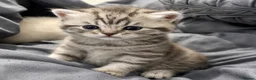 British Shorthair cats for sale: BSH KITTENS price negotiable - Advert 7