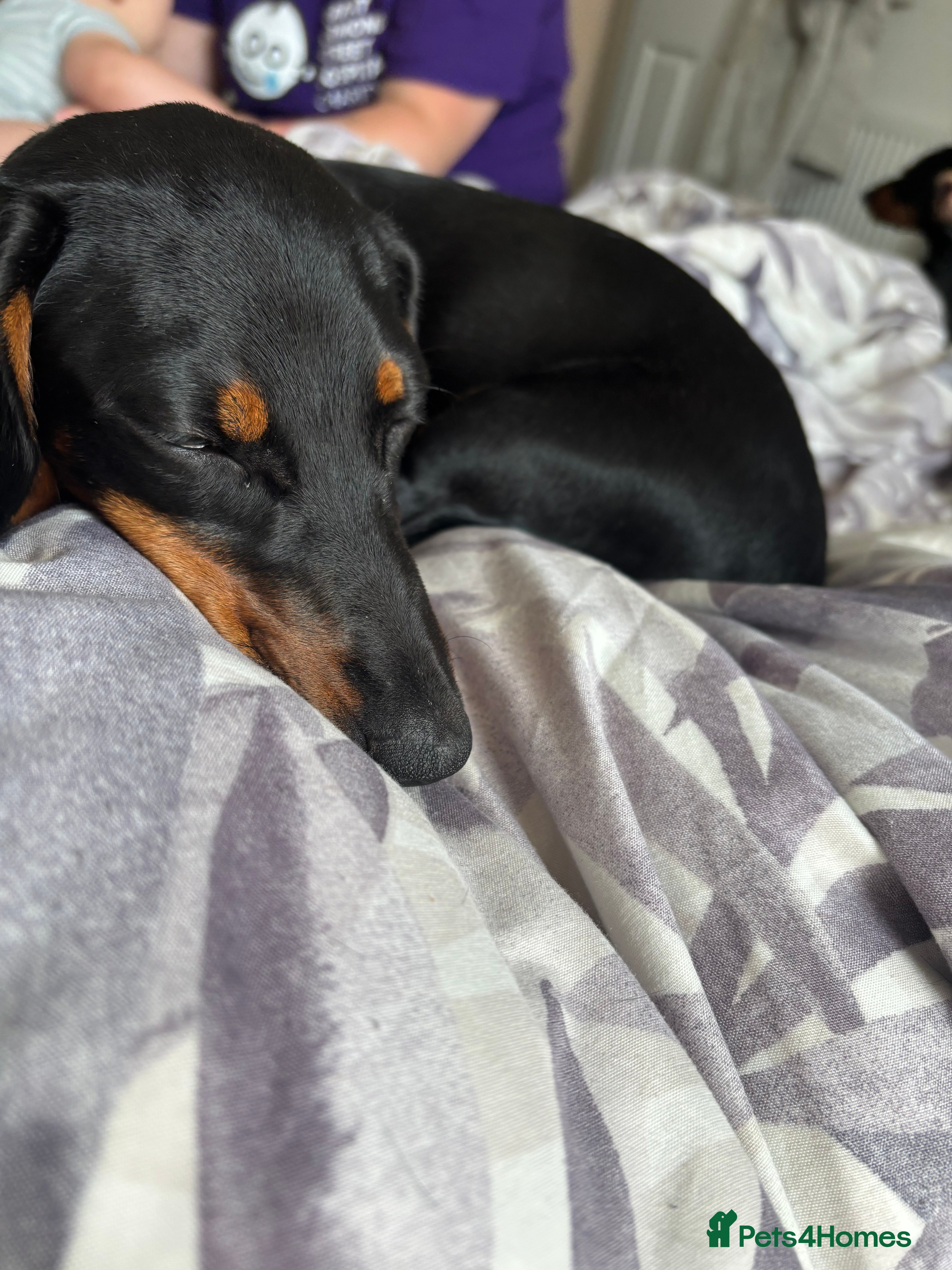 Miniature Dachshund dogs 10 month old girl  - Advert 1
