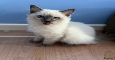 Ragdoll cats - Advert 11
