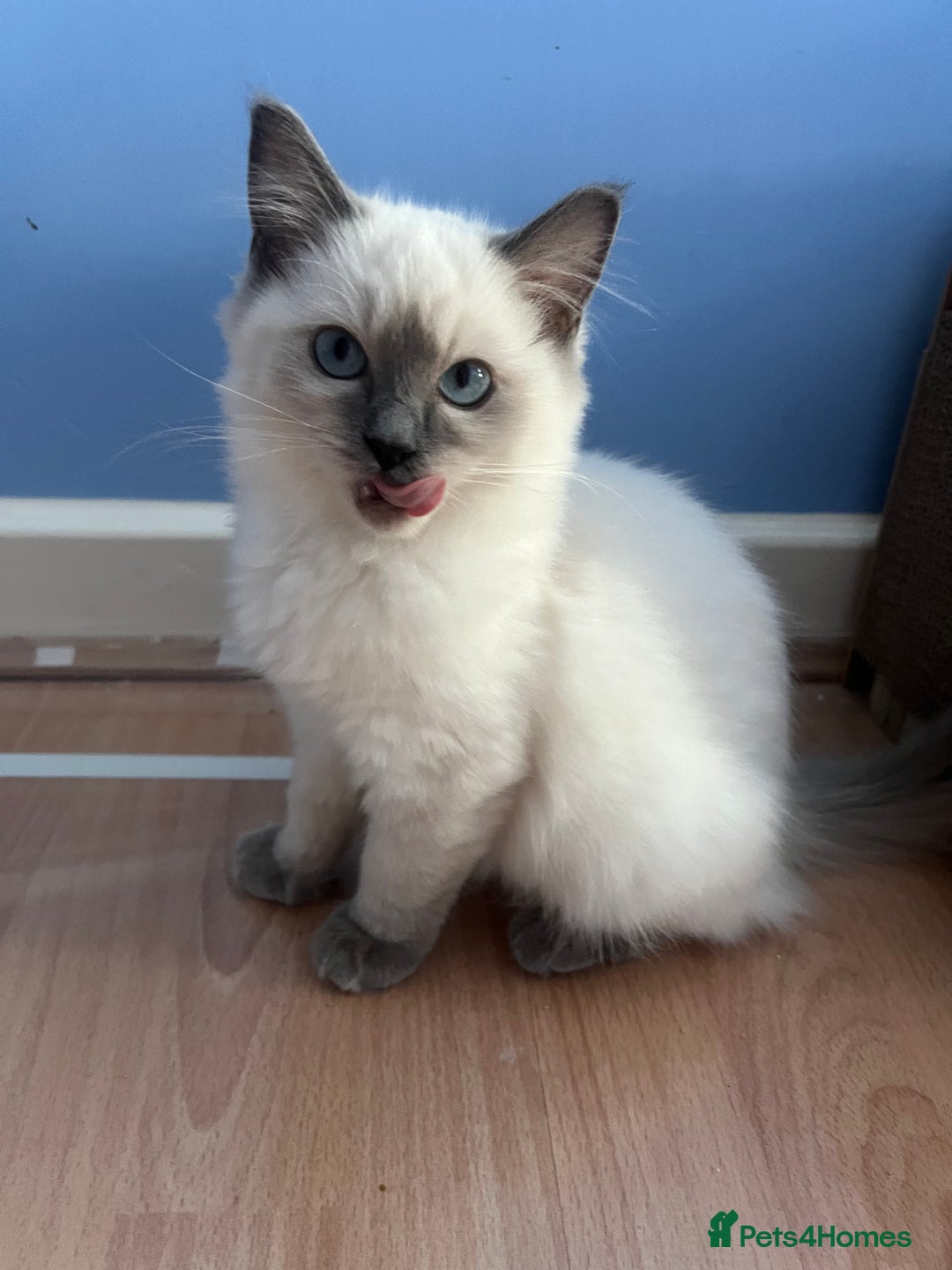 Ragdoll cats for sale: Ragdoll Kittens Championship DNA tested GCCF reg - Image 2