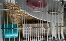 Hamster rodents for sale: Syrian hamster needing adoption  - Image 5
