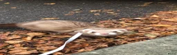 Ferret rodents for sale: Ferret for sale - Advert 1