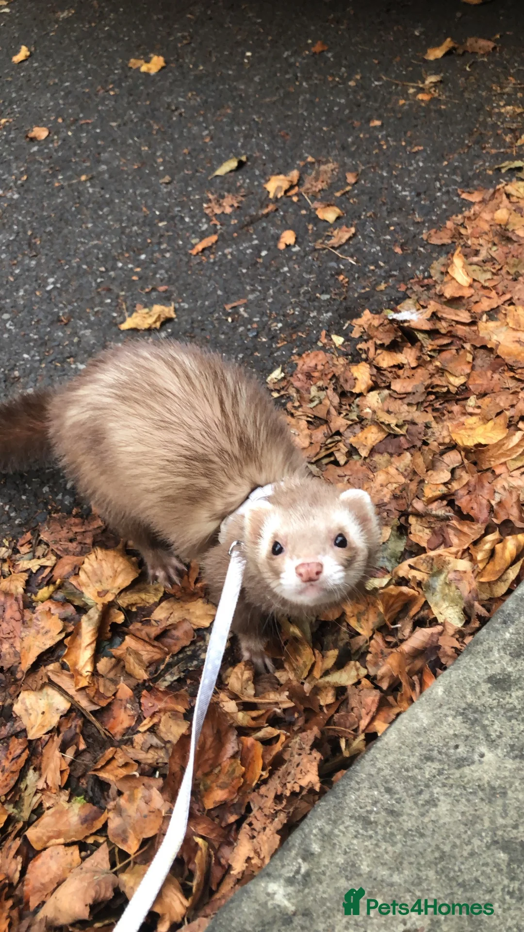 Ferret rodents for sale: Ferret for sale - Advert 1