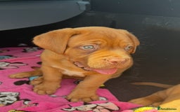 Dogue De Bordeaux dogs for sale: Beautiful litter of dogue de bordeauxs - Image 28