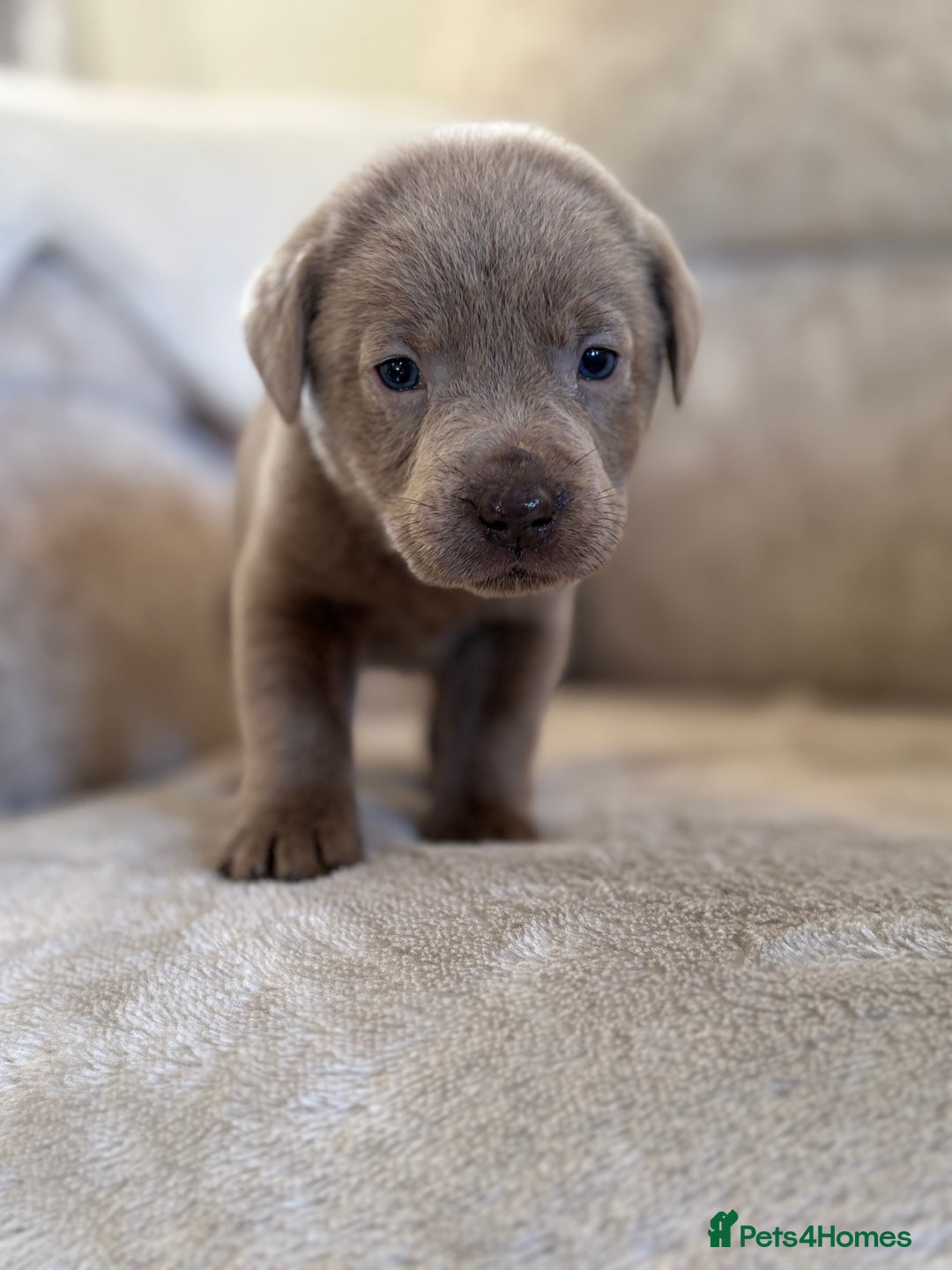 Labrador Retriever dogs for sale: Stunning Labrador puppies - Advert 12