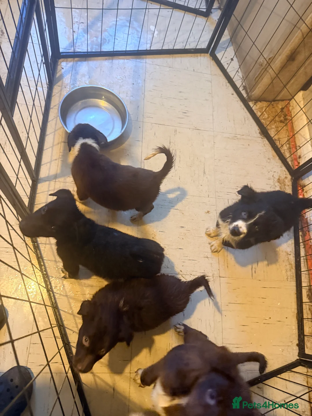 Border Collie dogs for sale: Puppies in Southwell - Advert 8