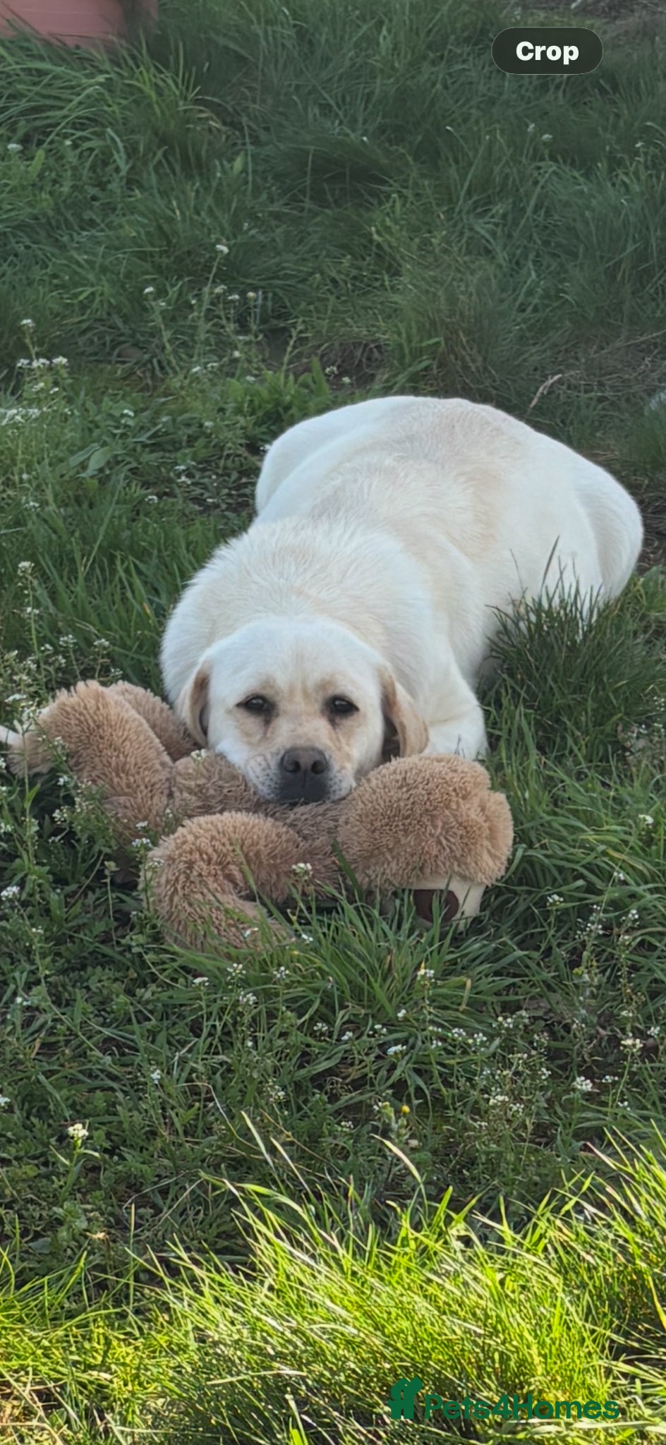Labrador Retriever dogs Beautiful show bred Labrador puppies  - Advert 1