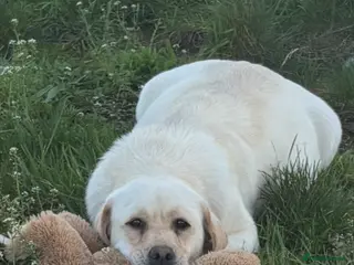 Labrador Retriever dogs Beautiful show bred Labrador puppies - Advert 3