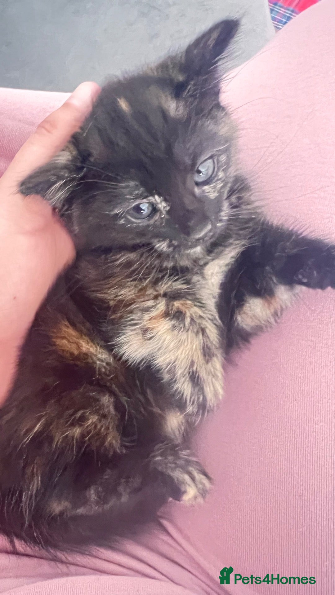 Mixed Breed cats Small kittens ready now london n9  - Advert 5