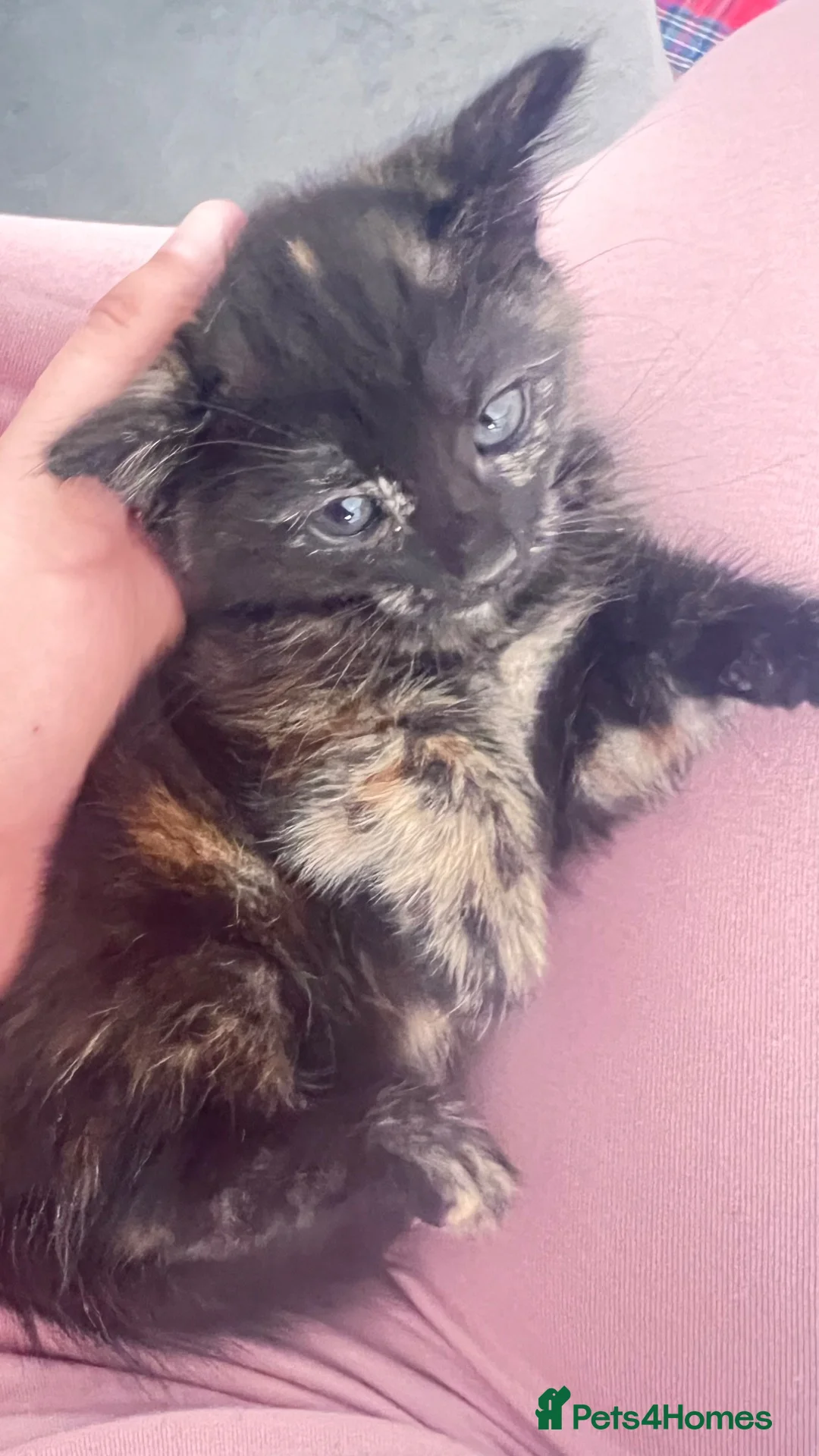 Mixed Breed cats for sale: Small kittens ready now london n9  in London - Advert 1