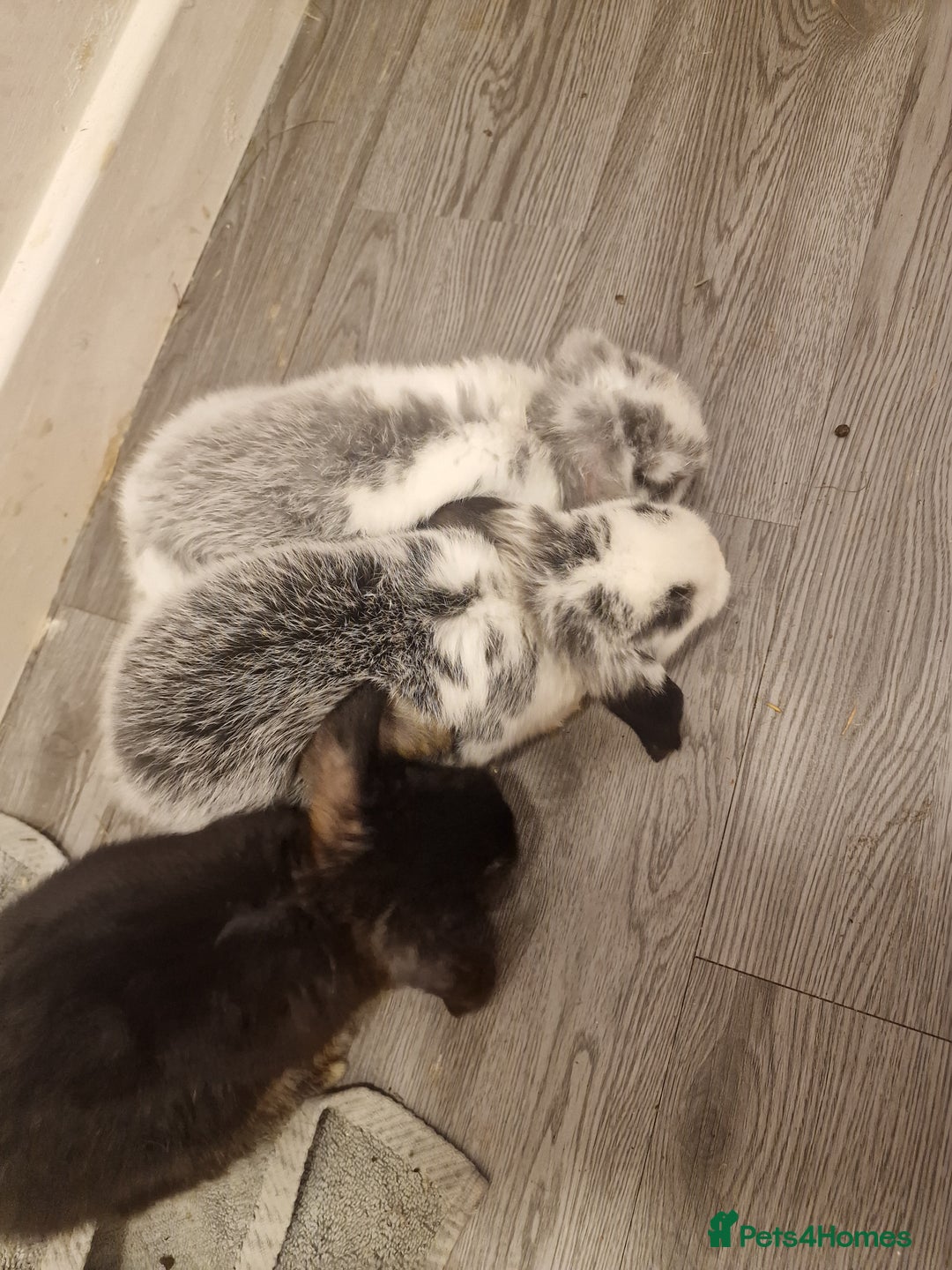 Mini Lop rabbits for sale: 3 Beautiful purebred minilops 2 girls 1 boy - Image 3