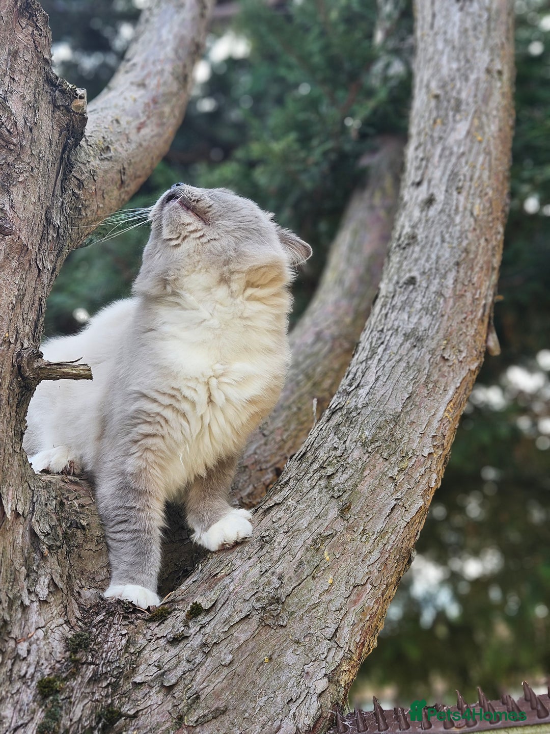 Ragdoll cats for stud: HANDSOME BOY-BLUE MITTED GCCF /TICA  AVALIABLE  - Advert 10