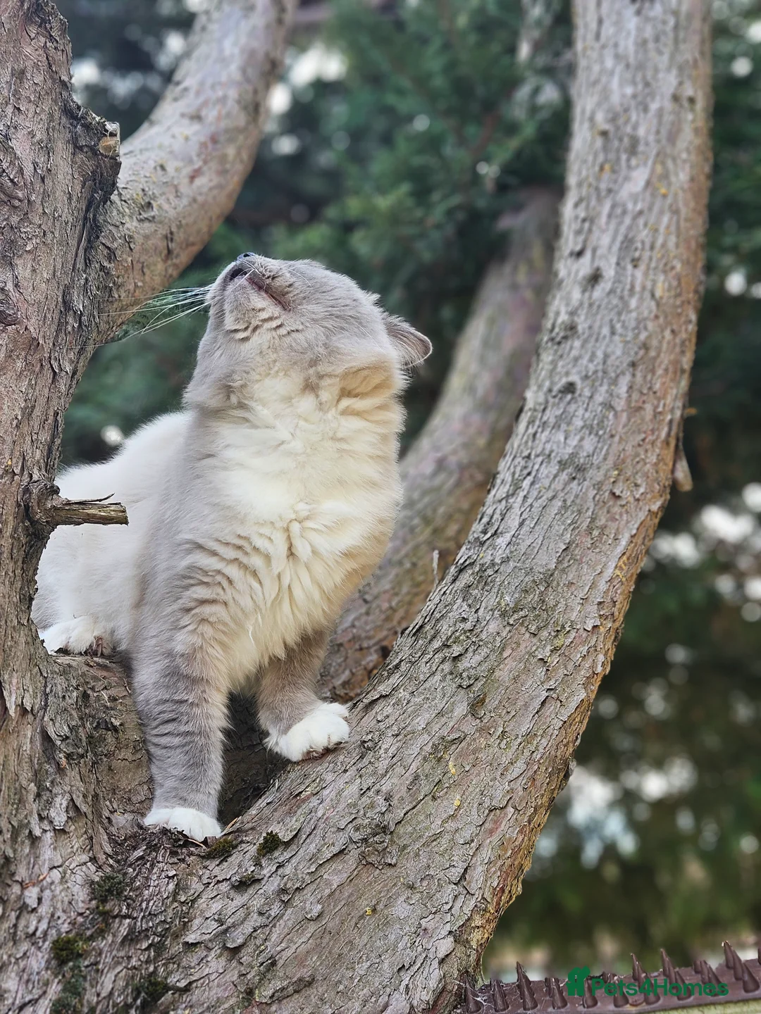 Ragdoll cats for stud: HANDSOME BOY-BLUE MITTED GCCF /TICA  AVALIABLE  - Advert 10