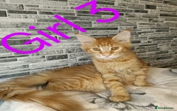 Maine Coon cats for sale: 'PuuureLove' Maine Coon kittens  - Image 5